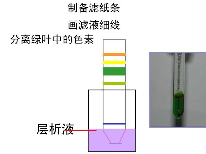 叶绿体中色素的提取和分离ppt
